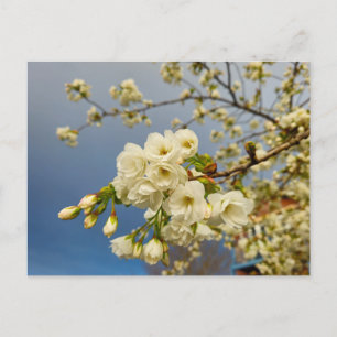 Blossom  postcard