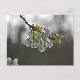 Blossom  postcard