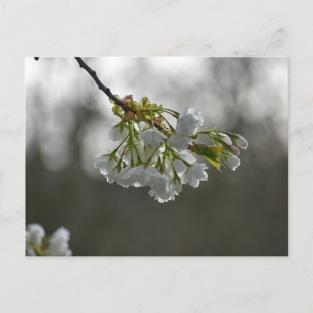 Blossom  postcard (Front)