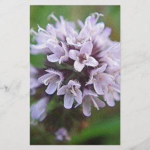 blossom with tender purple blossoms stationery