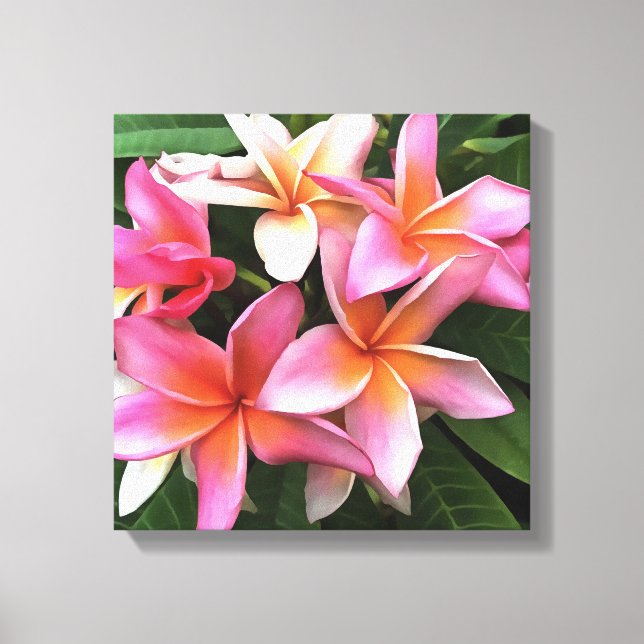 Blossom Wreath Of Pale Pink Frangipani Canvas Print (Front)