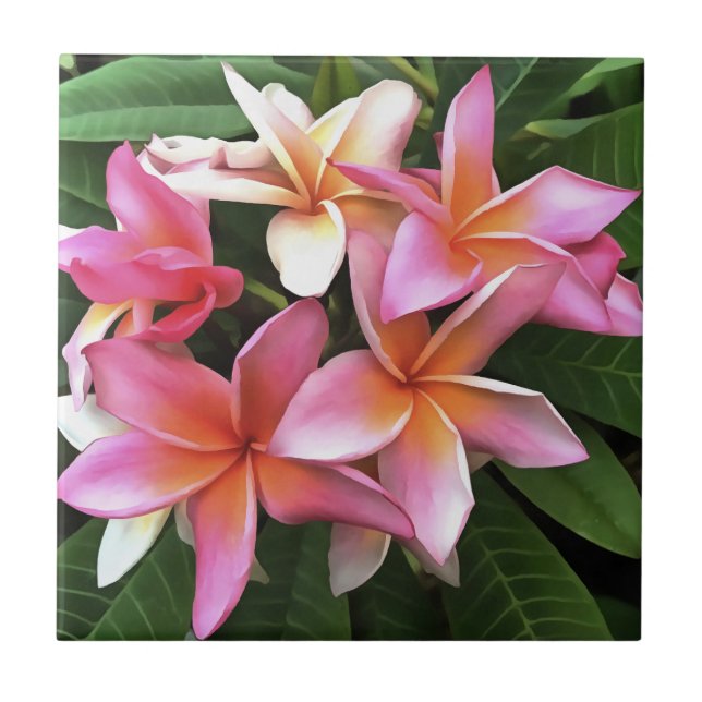 Blossom Wreath Of Pale Pink Frangipani Tile (Front)