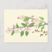 Blossoming Apple Tree Branch