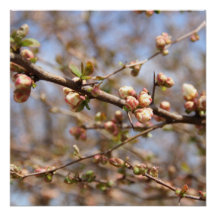 Blossoming Apple Tree Canvas Print