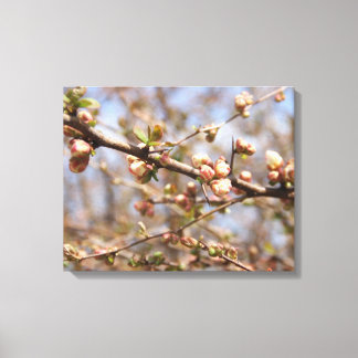 Blossoming Apple Tree Canvas Print