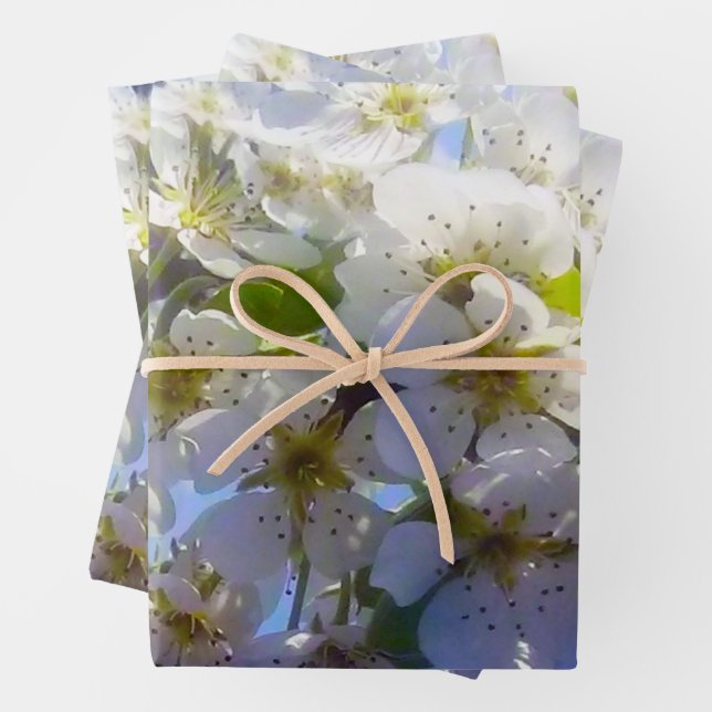  Blossoming branch of a pear  Wrapping Paper Sheet (In situ)