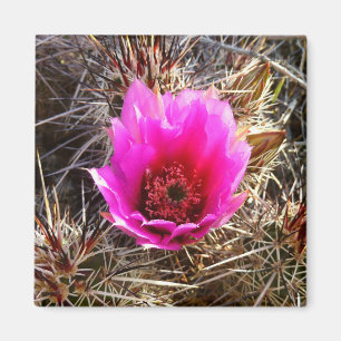 Blossoming Cactus (Prickly Pear) Wildflower Magnet