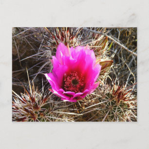 Blossoming Cactus (Prickly Pear) Wildflower Postcard