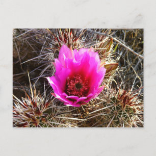 Blossoming Cactus (Prickly Pear) Wildflower Postcard