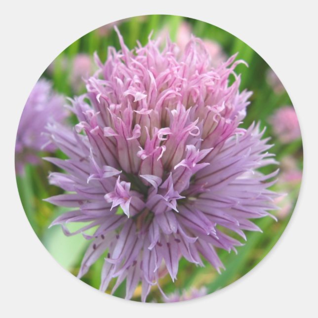 Blossoming Chives Stickers (Front)