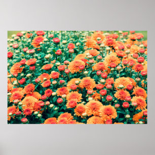 Blossoming flowers in a gardenautumn, background,  poster