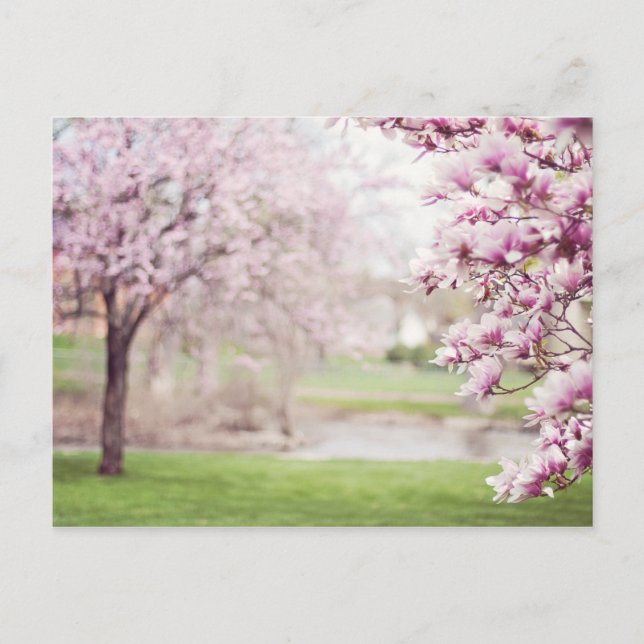 Blossoming Magnolia Trees Postcard (Front)