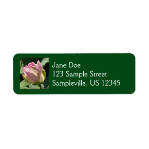 Blossoming Pink Lotus Flower Summer