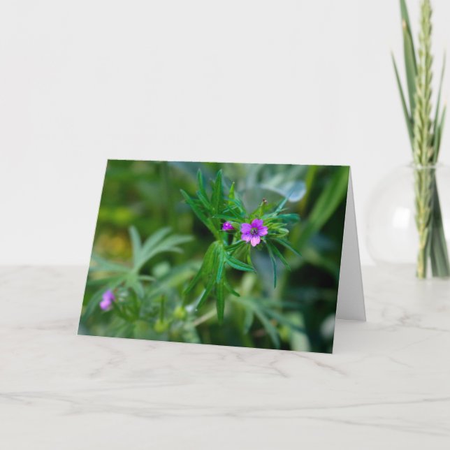 Blossoming Violet Musk Mallow  Greeting Card (Front)