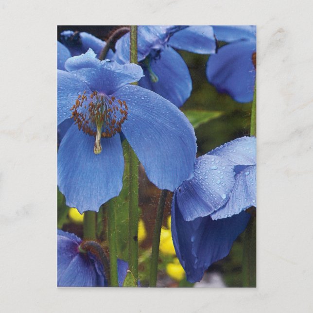 blossoms flora flowers petals garden vines postcard (Front)