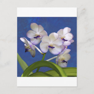 Blossoms Floral Plants Colourful Photograph Art Postcard