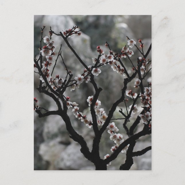 Blossoms  postcard (Front)