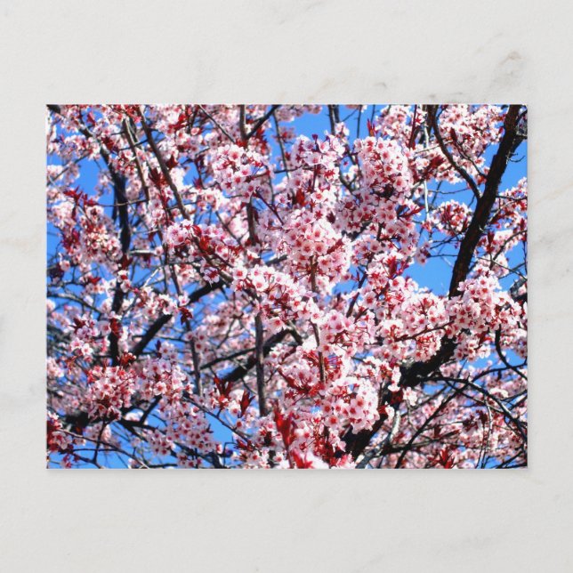 Blossoms Postcard (Front)