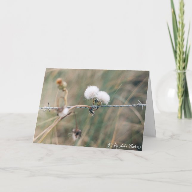 blowball card (Front)