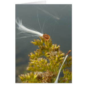 Blowing in the Breeze