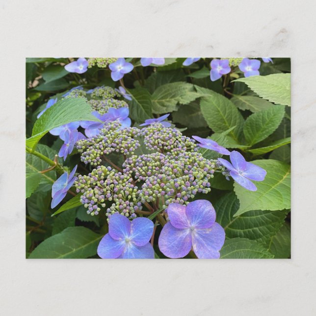 Blu Lacecap Hydrangea Photo Postcard (Front)