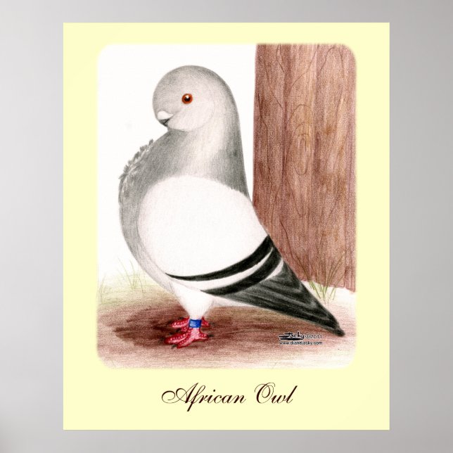Blue African Owl Pigeon Poster (Front)