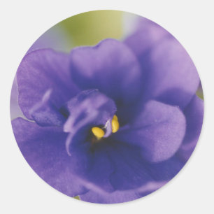 Blue African Violet Saintpaulia Classic Round Sticker