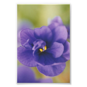 Blue African Violet Saintpaulia Photo Print