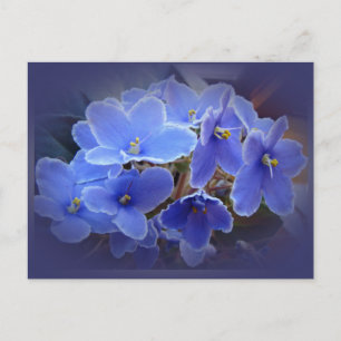 Blue African Violets Postcard