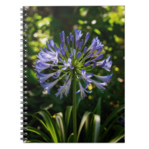 Blue Agapanthus Flowers