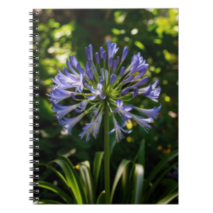 Blue Agapanthus Flowers Notebook