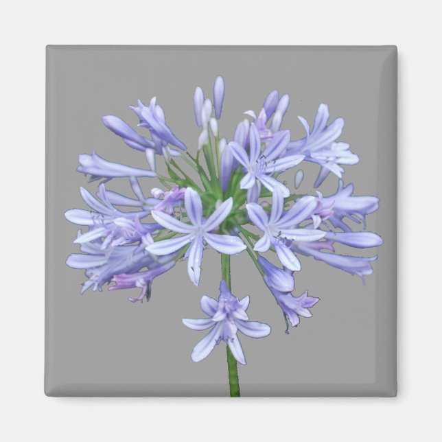 Blue Agapanthus Magnet (Front)