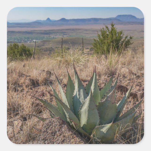 Blue Agave Fort Davis Texas Square Sticker (Front)