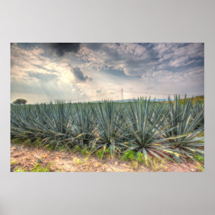 Blue Agave Poster