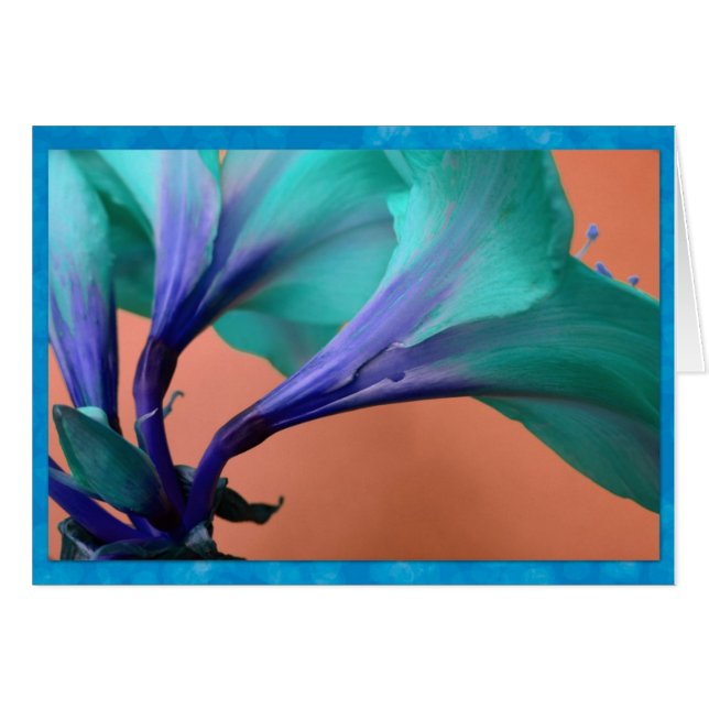 Blue amaryllis (Front Horizontal)