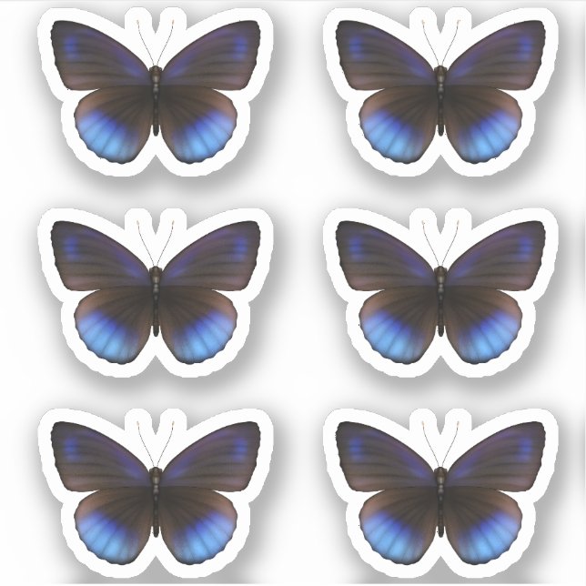 Blue and Black Butterfly Sticker pack Wedding (Front)