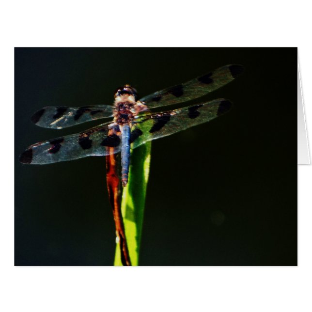 Blue and black dragonfly (Front Horizontal)