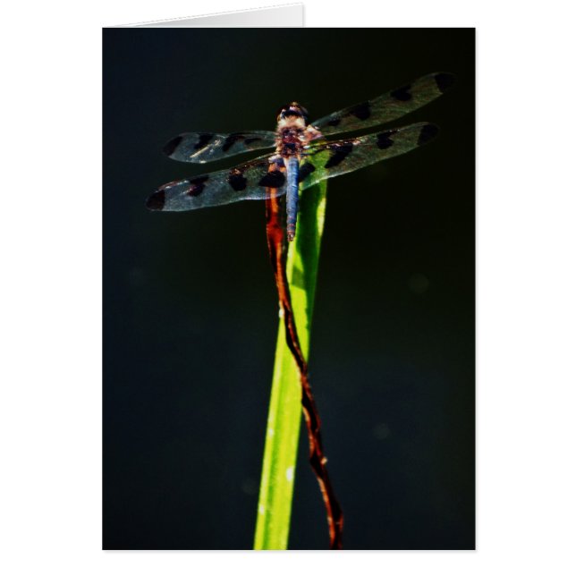 Blue and black  Dragonfly on green and red grass (Front)