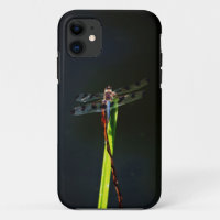Blue and black  Dragonfly on green and red grass