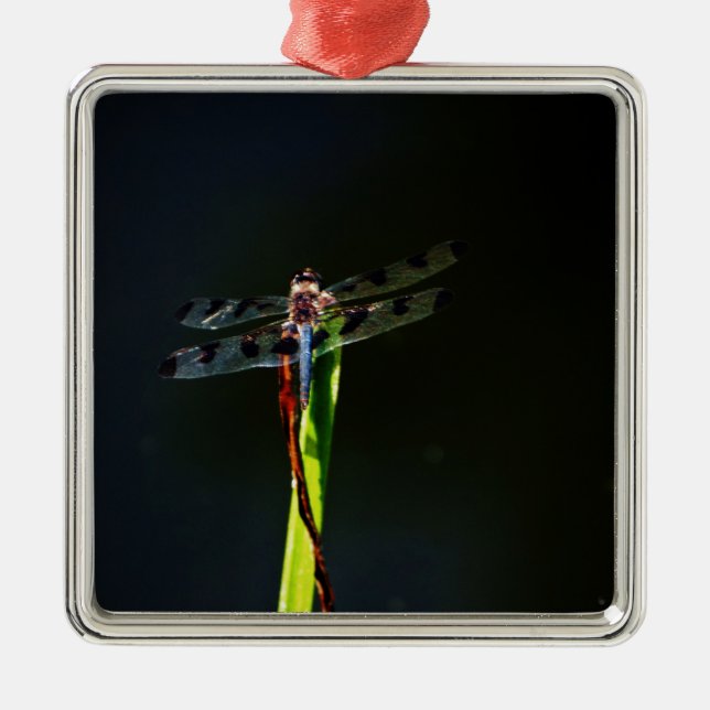 Blue and black  Dragonfly on green and red grass Metal Ornament (Front)