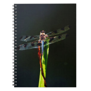 Blue and black  Dragonfly on green and red grass Notebook