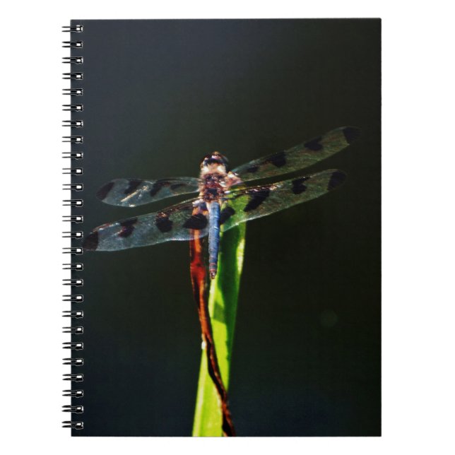 Blue and black  Dragonfly on green and red grass Notebook (Front)