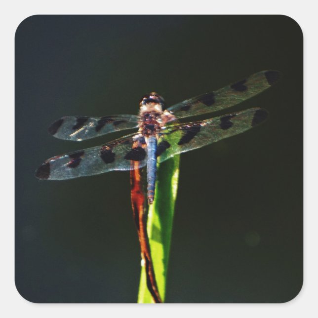 Blue and black  Dragonfly on green and red grass Square Sticker (Front)