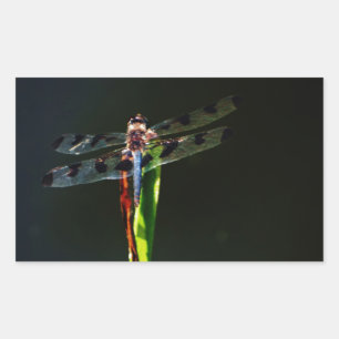 Blue and black Dragonfly on green and red grass Sticker