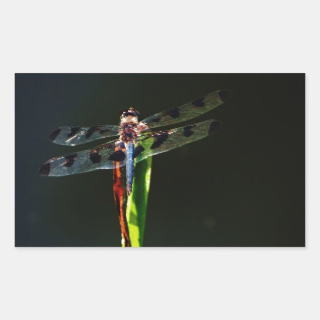 Blue and black  Dragonfly on green and red grass Sticker (Front)