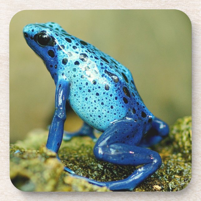 Blue and Black Poison Dart Frog Coaster (Front)