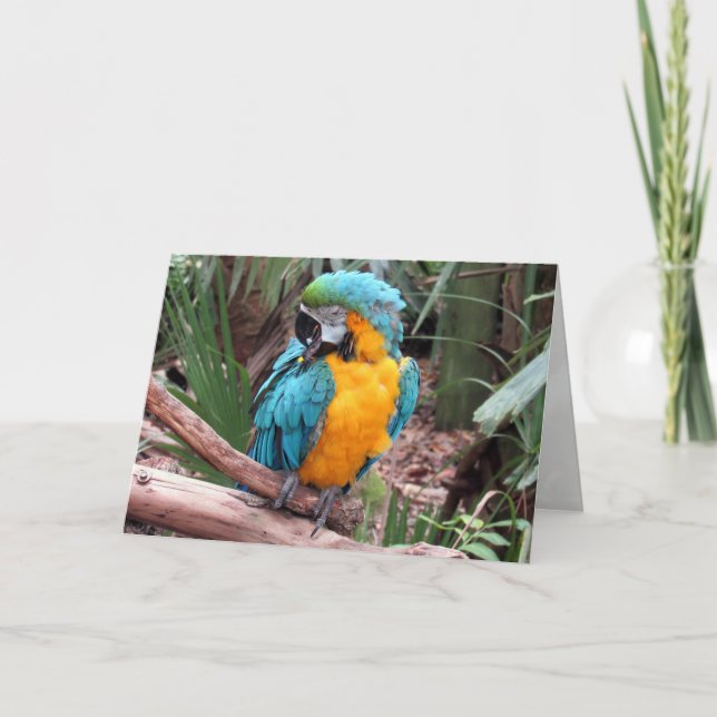 Blue and Gold Macaw (4436) Greeting Card (Front)