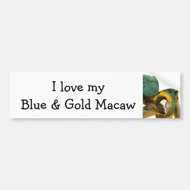 Blue and Gold Macaw Bumper Sticker (Front)