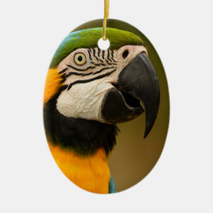 blue and gold macaw ceramic ornament