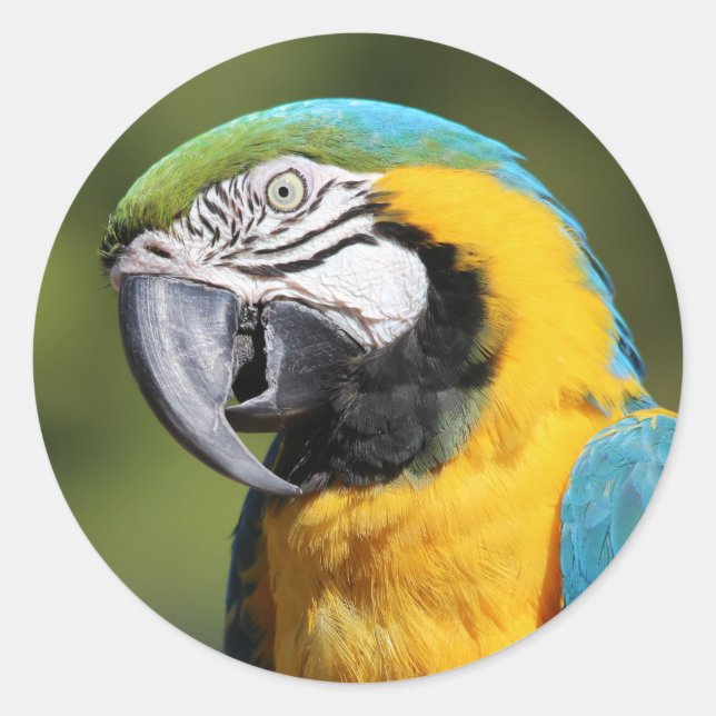 Blue and Gold Macaw Classic Round Sticker (Front)